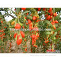 Growing your wolfberry goji berry trees By ningxia goji seeds